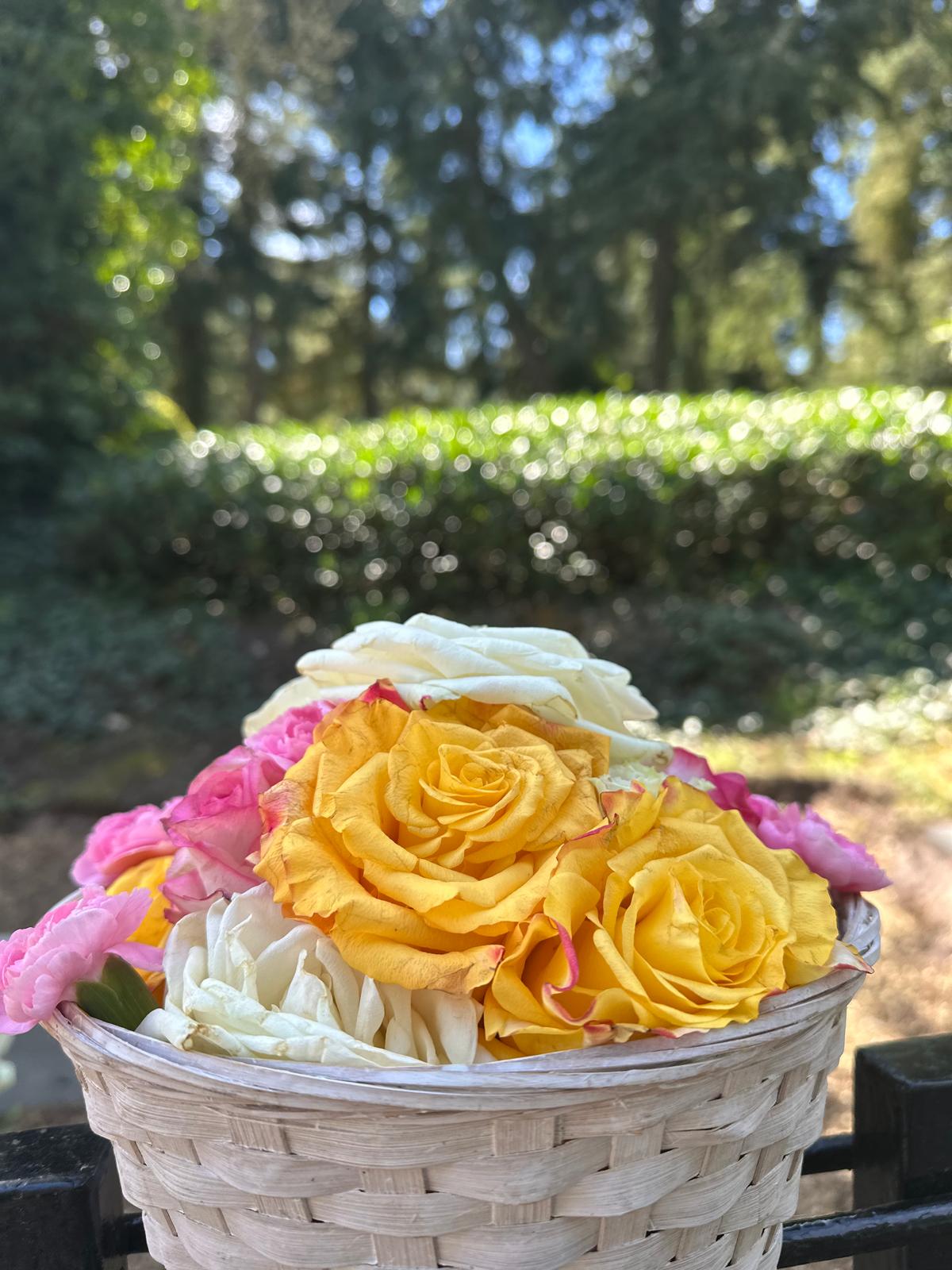 Korb mit gelben, rosa und weißen Rosen für den Abschied im Park